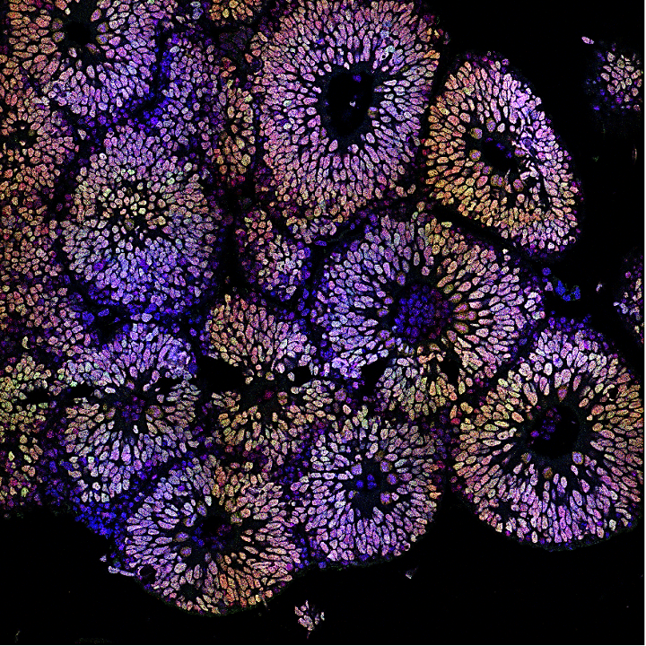 Création d'une Infrastructure Organoïdes coordonnée par l'Unité Mixte de Service BioCore